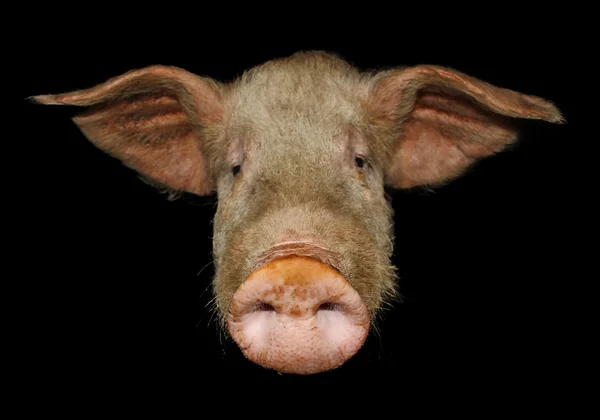 Dug of pig — Stock Photo, Image
