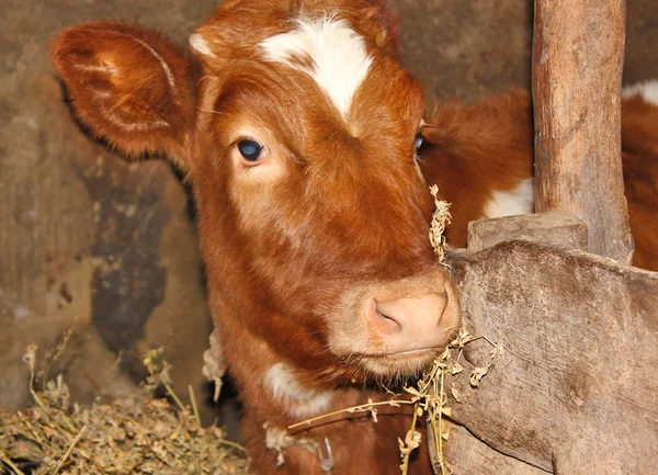 Young cow in stall — Stock Photo, Image