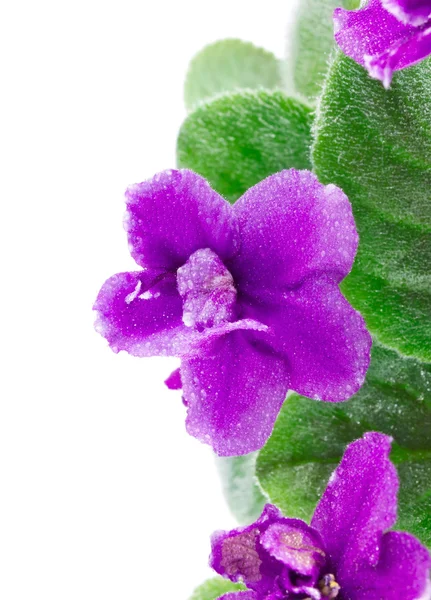 Fialový květ bramboříku se zelenými listy — Stock fotografie