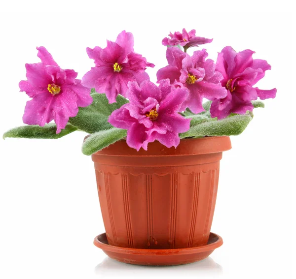 Pink violet with green leaves in pot — Stock Photo, Image