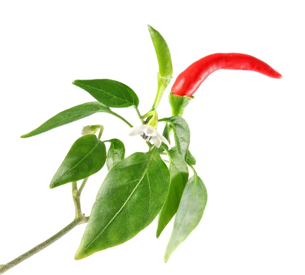 Galho com flor de pimenta verde vermelha e folhas — Fotografia de Stock