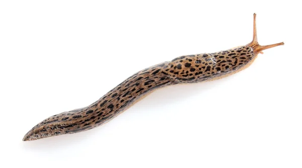 Dappled slug — Stock Photo, Image