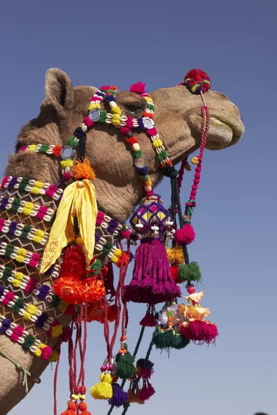 Dekorerad kamel — Stockfoto