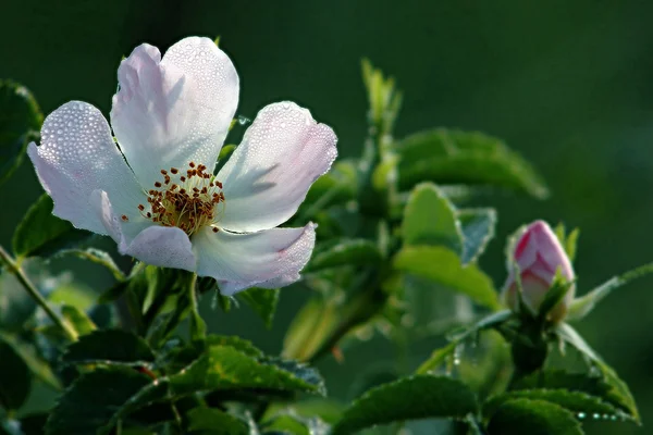 En roship blomma i morgondagg — Stockfoto
