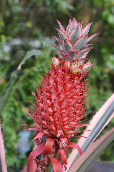 stock image Pink Pineapple