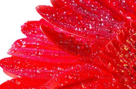 Fleur