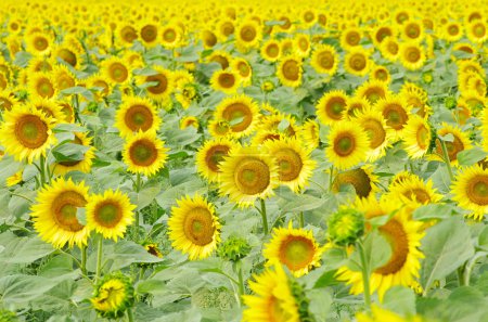 Tournesols