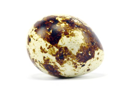 Oeufs de caille 