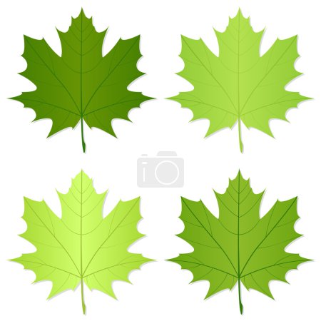 Feuille verte 2 