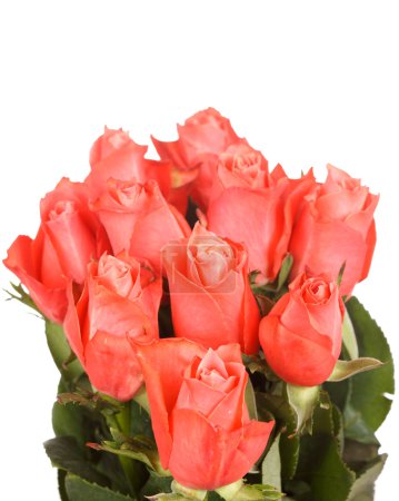 De belles roses 