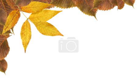 Feuilles d'automne Frontière 