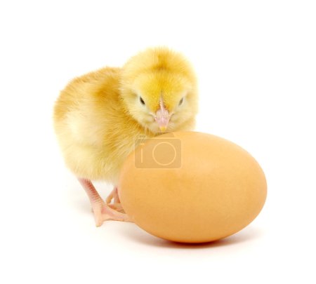 Poulet et œuf 