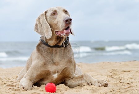 Chien couché sur le littoral 