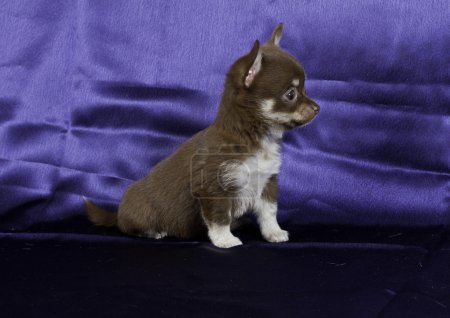 Chiot chihuahua 
