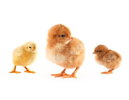 Le petit poussin jaune