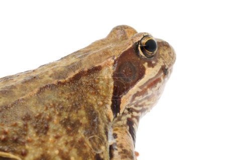 Tête de grenouille aux yeux globuleux Gros plan 