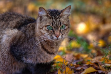 Chat tabby 