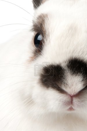 lapin