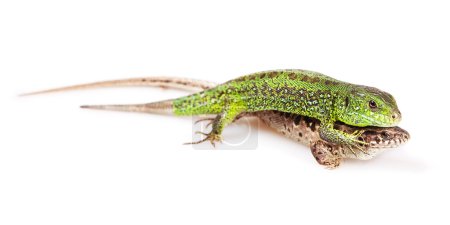 Lézard isolé 