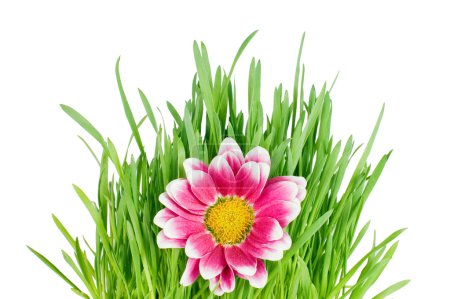 Herbe verte aux couleurs roses 