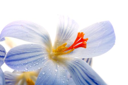 Gouttes de neige fleurs .