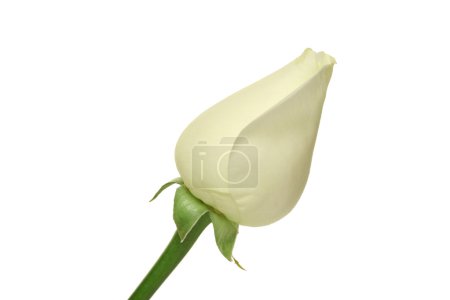 Rose !.