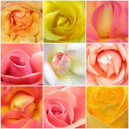 Collage de roses à partir de neuf photos 