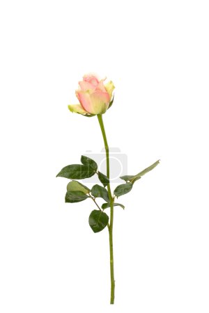 belle rose isolée sur fond blanc