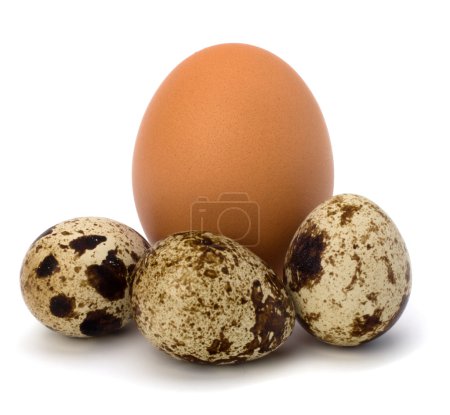 Œufs de caille et de poule 