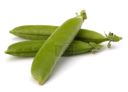 gousse de pois vert frais 