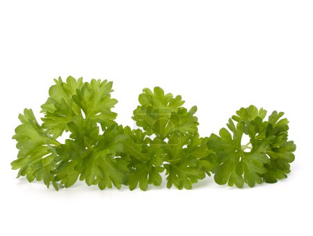 Herbe de persil 