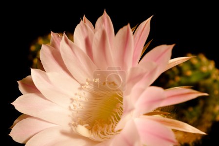 Le milieu d'une fleur de cactus 