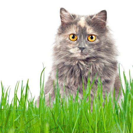 Chat dans une herbe verte 