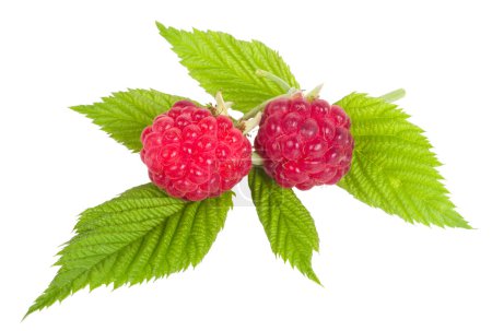 Branche de deux framboises mûres 
