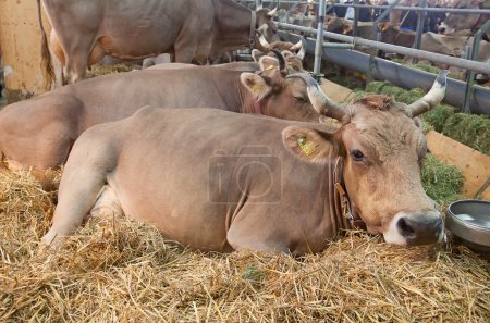 Ferme vache suisse 