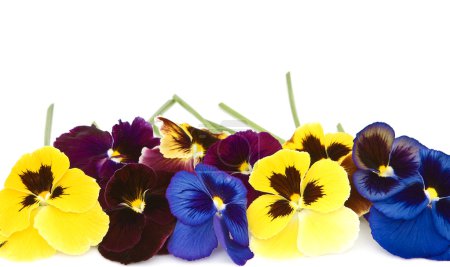 Violettes sur fond blanc .