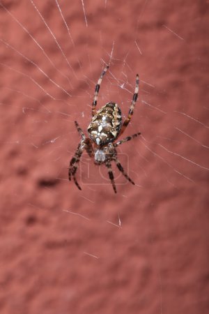 Araignée sur toile humide 