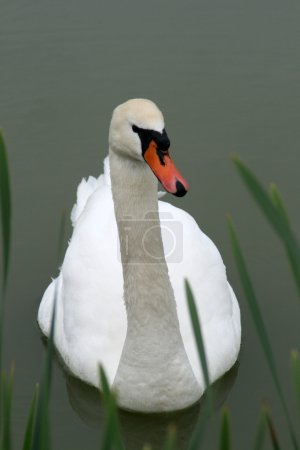 Cygne blanc 