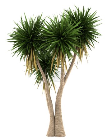Yucca palmier isolé sur fond blanc 