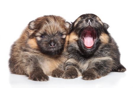 Deux chiots Spitz (1 mois) sur fond blanc 