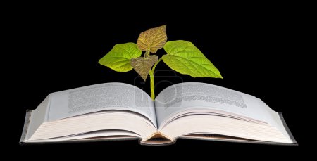 Sapling croissant à partir du livre ouvert 