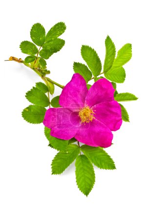 Briar de fleurs 