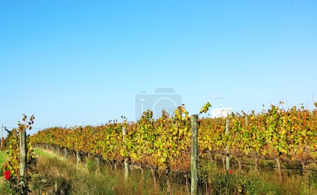 Vignoble d'automne 