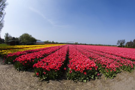 Gros plan de fleur, tulipe 