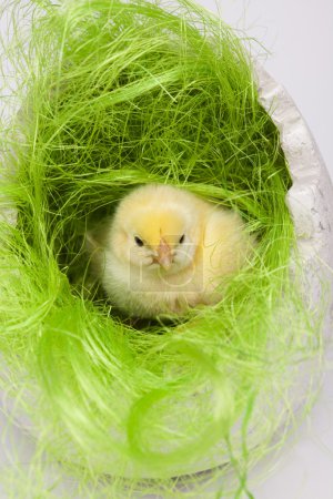 Joyeuses Pâques, poulets 