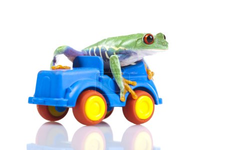 Chauffeur grenouille 