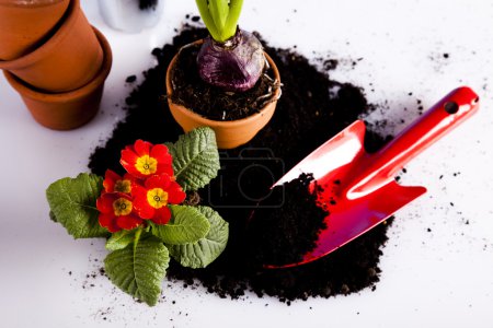 Concept de jardin, plante 