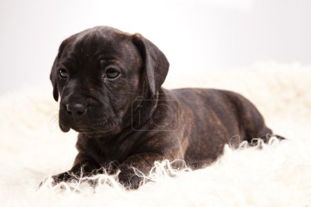chiot