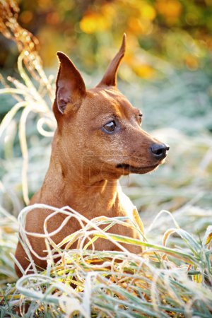 Pinscher miniature rouge 