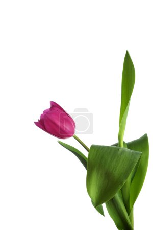 tulipes